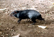 Guatusa (Dasyprocta punctata)